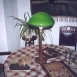 Настольная лампа с зеленым абажуром 30-50-х годов
