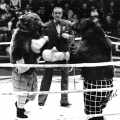 В.Филатов  с медведями на ринге
