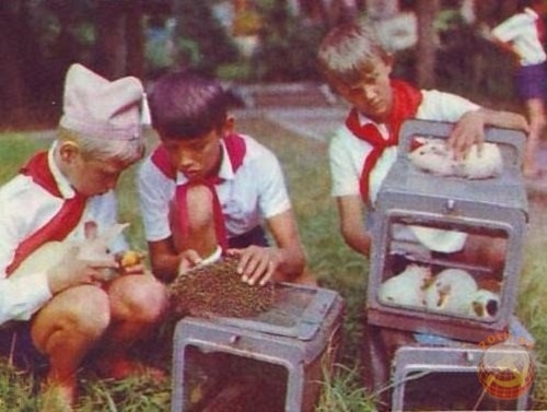 Фото: Юные натуралисты в пионерском лагере.1976 год