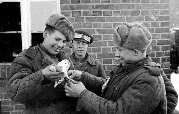 Фото: Голуби - связисты на службе в РККА в годы Великой Отечественной Войны.