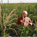 Кукурузный бум в СССР