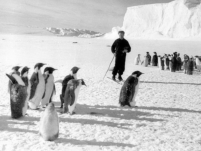 Фото: Советский полярник и пингвины Антарктиды
