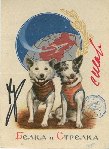 Фото: Собаки, совершившие орбитальный полет с возвращением на Землю - Белка и Стрелка