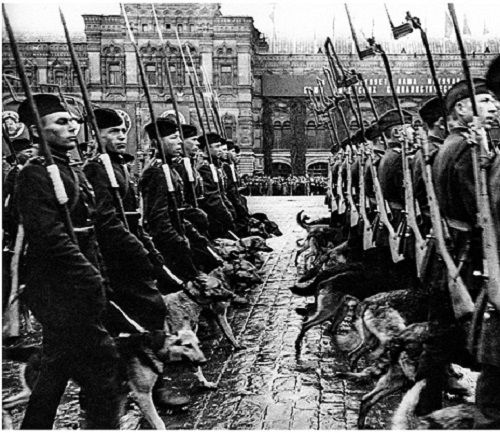 Фото: Собаки-саперы - участники парада Победы в Москве 1945 года. Во время войны они спасли тысячи жизней