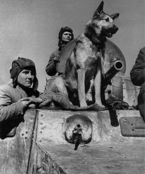 Фото: Экипаж советского бронеавтомобиля БА-10 и овчарка Джульбарс. Южный фронт. 1943