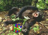 Фото: Реакция шипанзе на кубик Рубика