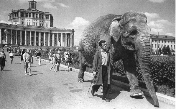 Фото: Слон из Уголка Дурова на прогулке. 40-е годы