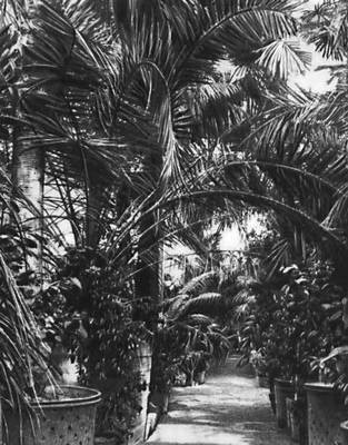 Фото: Первых посетителей поражала оранжерея с экзотическими растениями