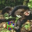 Реакция шипанзе на кубик Рубика