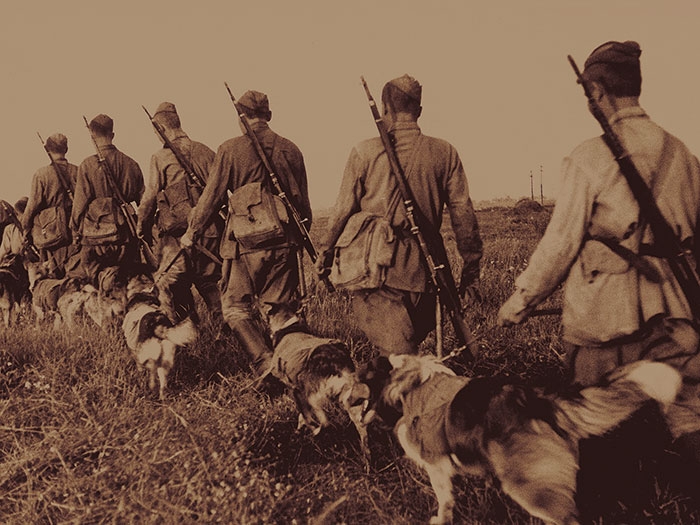 Фото: Собаки на службе Отечеству.1942