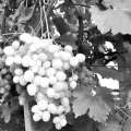 Крымские виноградники