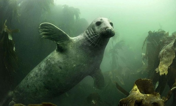 Фото: Тюлени способны обезвредить вражескую разведку под водой. Могут спасти тонущего человека.