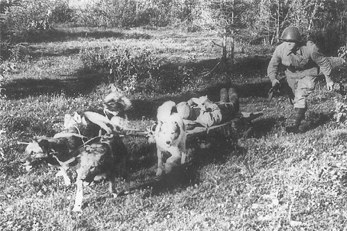 Фото: Собаки герои ВОВ. Увозят раненых с поля битвы.