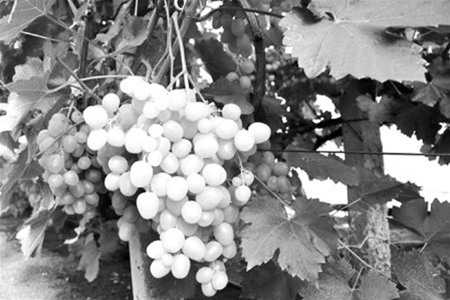 Фото: Крымские виноградники