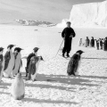 Советский полярник и пингвины Антарктиды