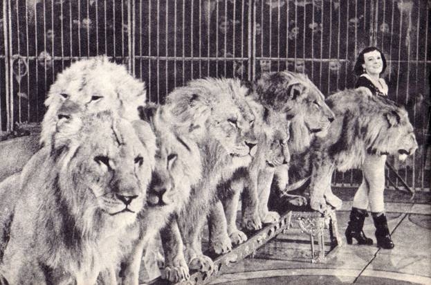 Фото: У Бугримовой в группе животных было около 80 львов, восемь лошадей, 12 собак.