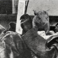 Сталин отдыхает на Ближней даче, 1939 год