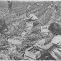 Юннаты помогают на колхозных полях. 1934 год