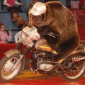 Медведь на мотоцикле. СССР.