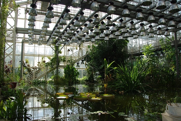 Фото: Оранжереи Ботанического сада в Москве