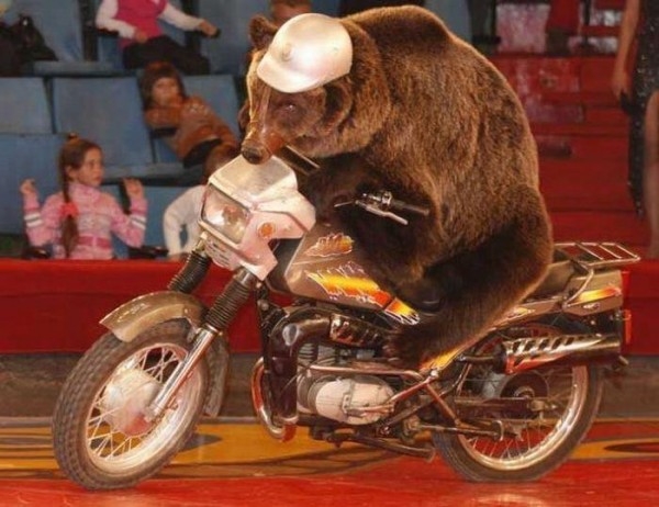 Фото: Медведь на мотоцикле. СССР.