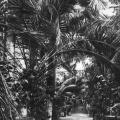 Первых посетителей поражала оранжерея с экзотическими растениями