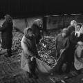 Сбор урожая. СССР. 1947 год