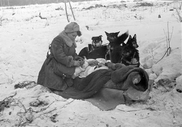 Фото: Собаки-санитары.1941