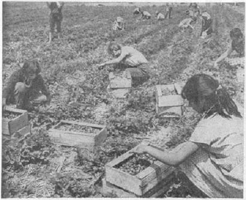 Фото: Юннаты помогают на колхозных полях. 1934 год