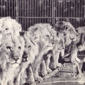 Бугримова и львы
