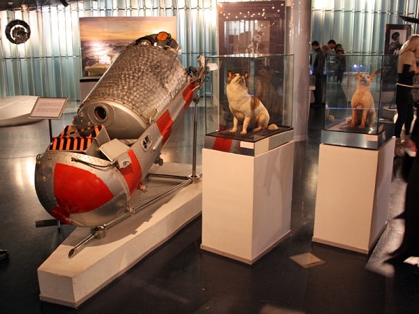 Фото: Белка, Стрелка и их космическая капсула. Мемориальный космический музей.