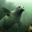 Тюлени способны обезвредить вражескую разведку под водой. Могут спасти тонущего человека.